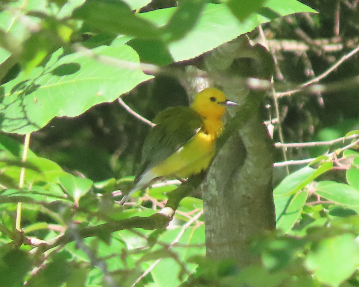 Prothonotary Warbler - ML619827556