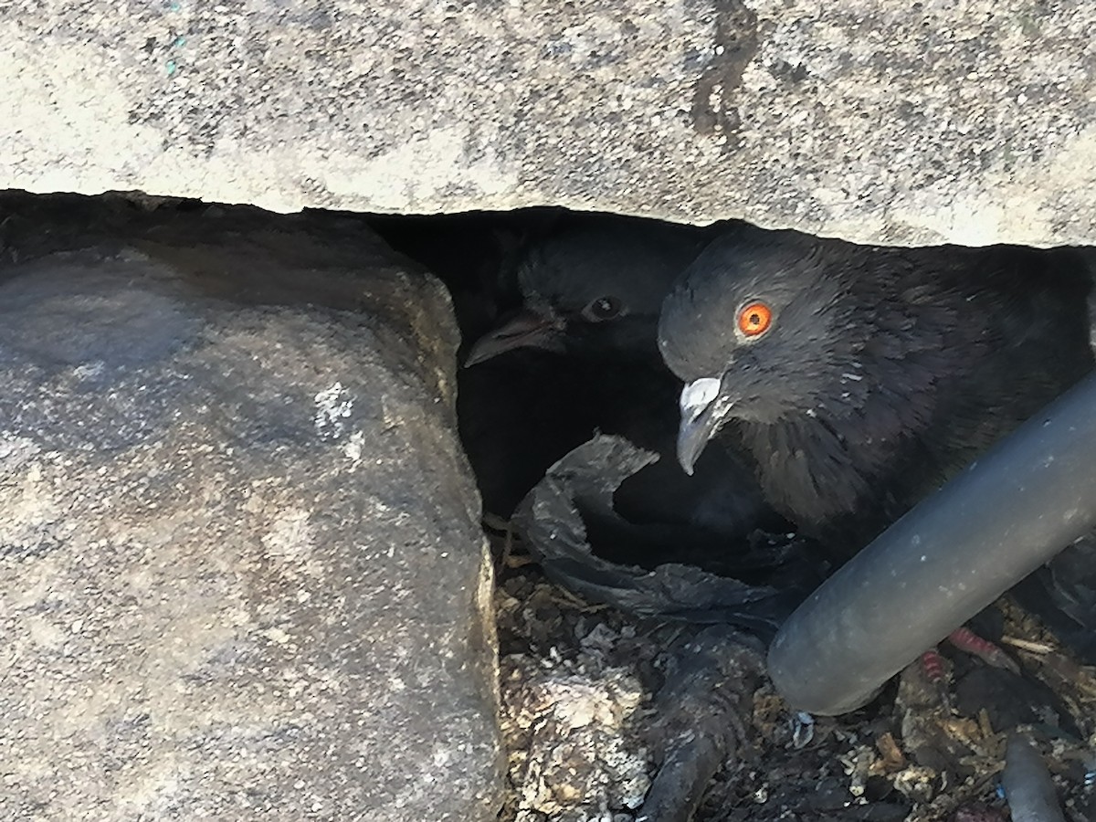 Rock Pigeon (Feral Pigeon) - ML619827558