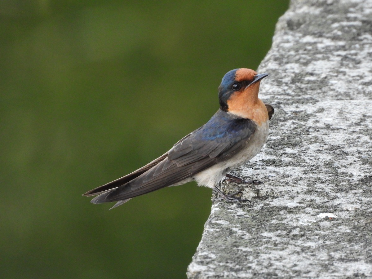 Pacific Swallow - ML619827583