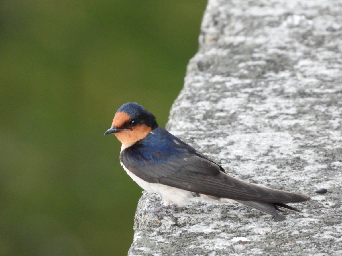 Pacific Swallow - ML619827584