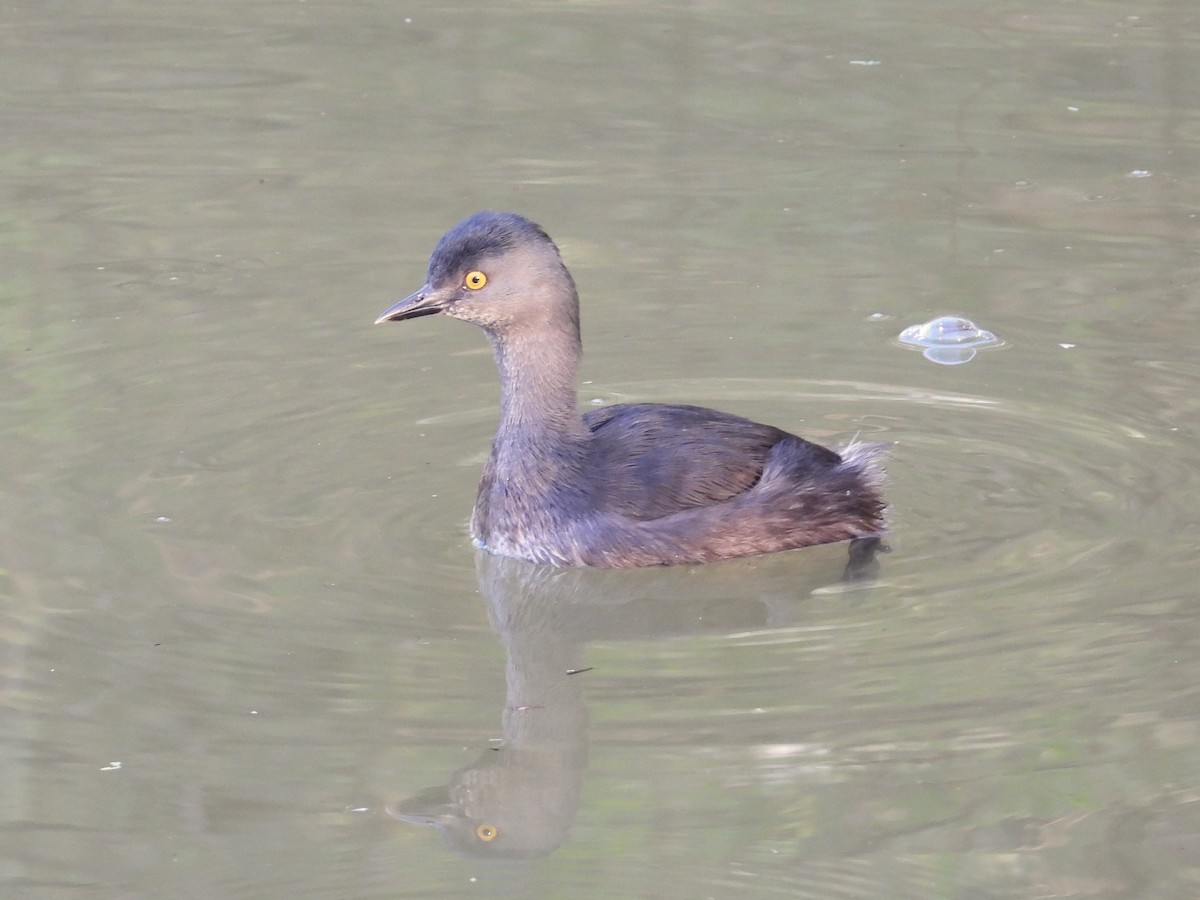 Least Grebe - ML619827585