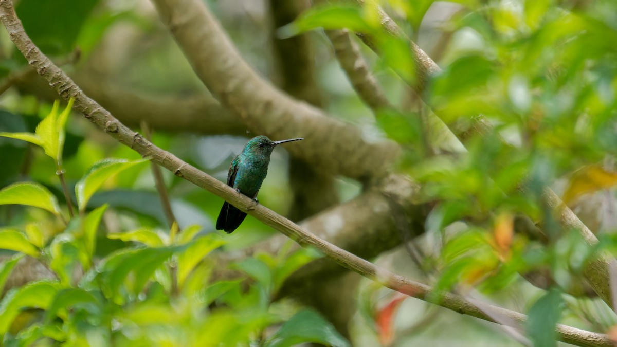Blue-vented Hummingbird - ML619827586