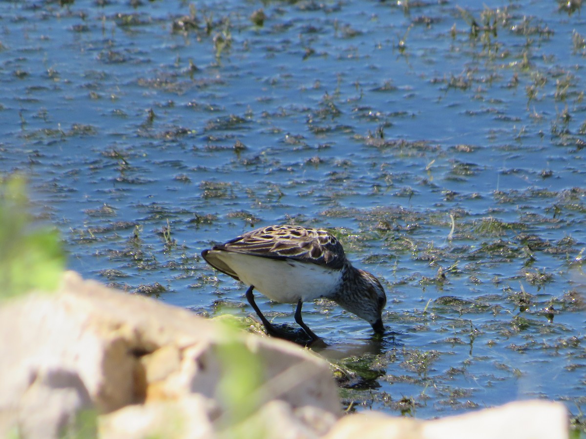 Semipalmated Sandpiper - ML619827590