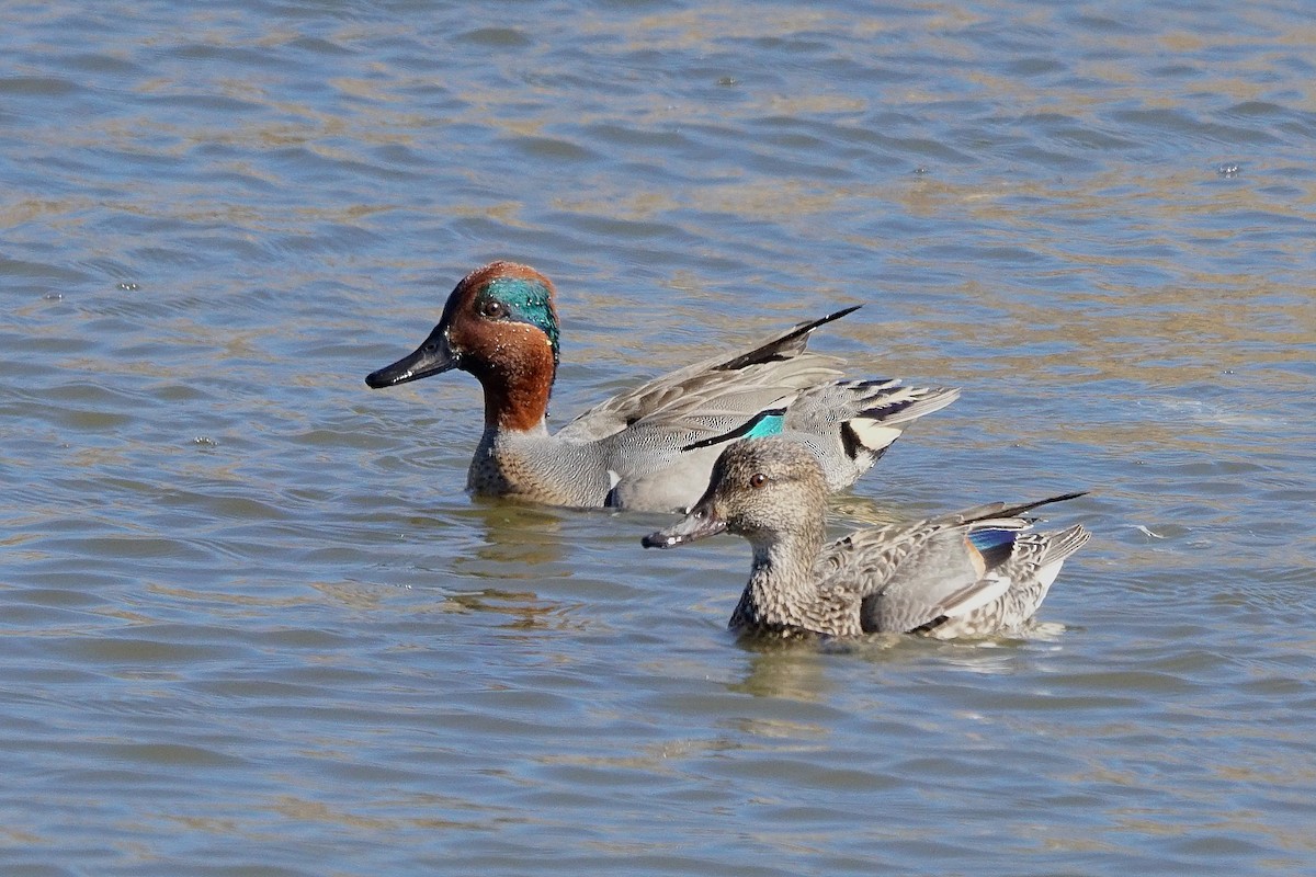 Green-winged Teal - ML619827591