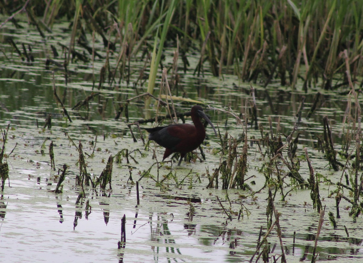 Glossy Ibis - ML619827600