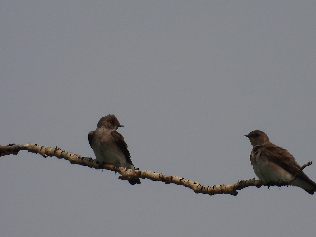Northern Rough-winged Swallow - ML619827606