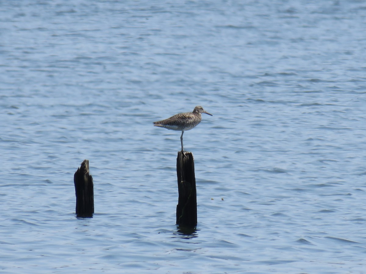 Willet - ML619827610