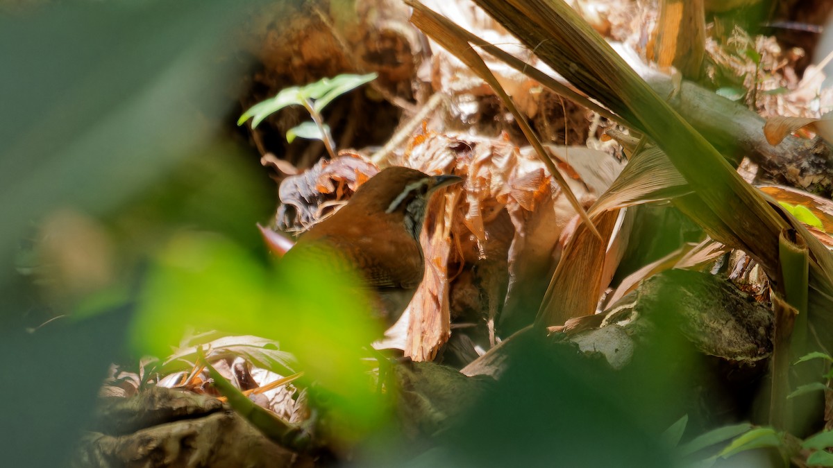 Rufous-and-white Wren - ML619827611