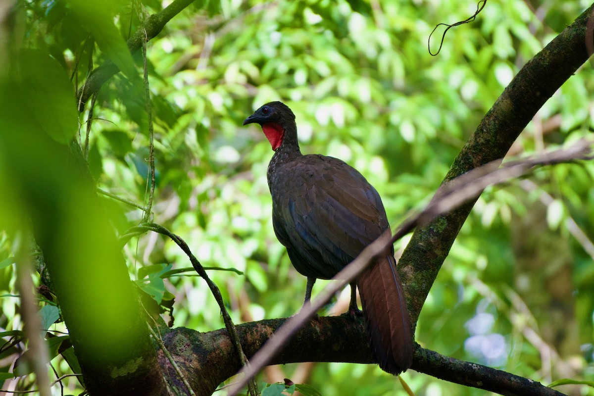 Crested Guan - ML619827613