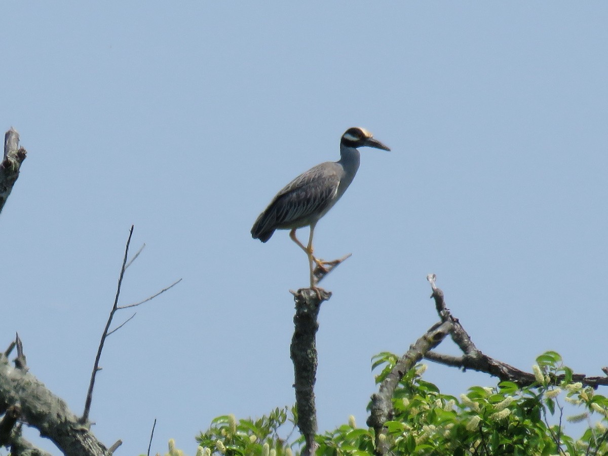 Yellow-crowned Night Heron - ML619827625