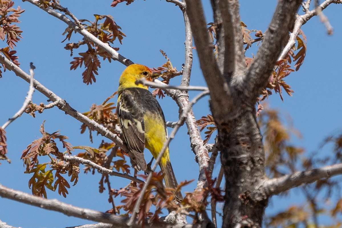 Western Tanager - ML619827627