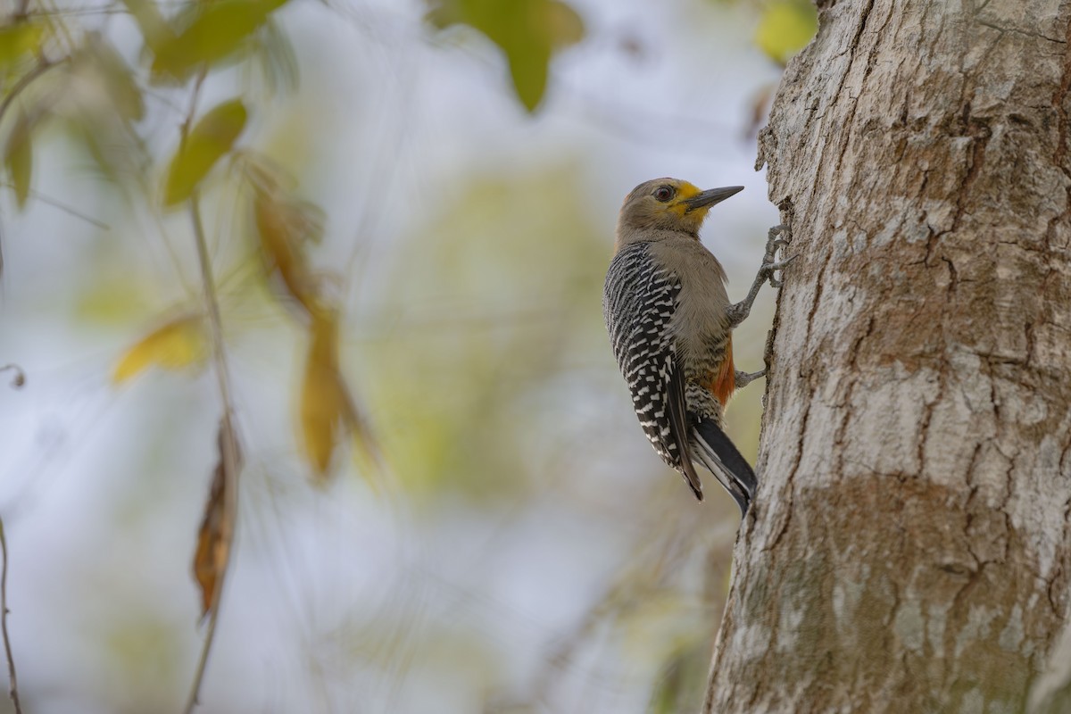 Yucatan Woodpecker - ML619827628