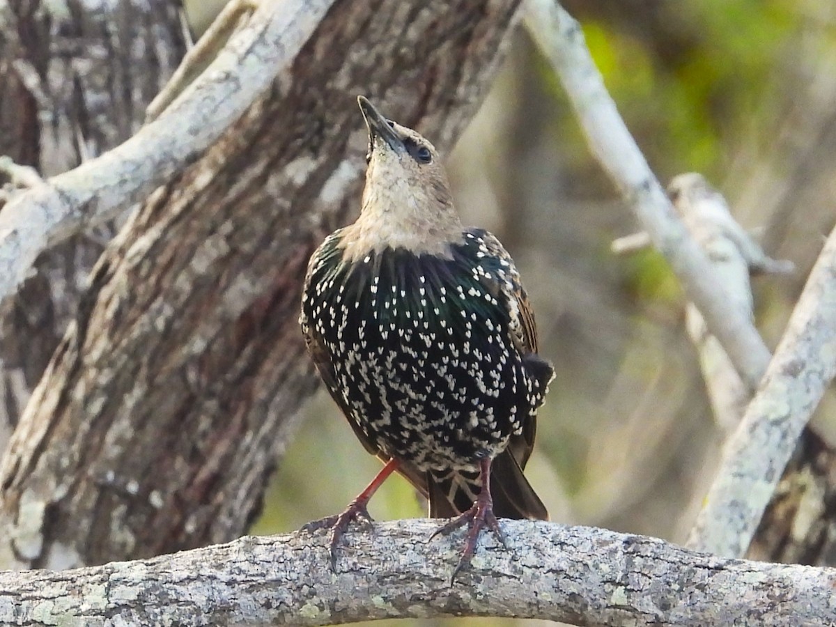 European Starling - ML619827630