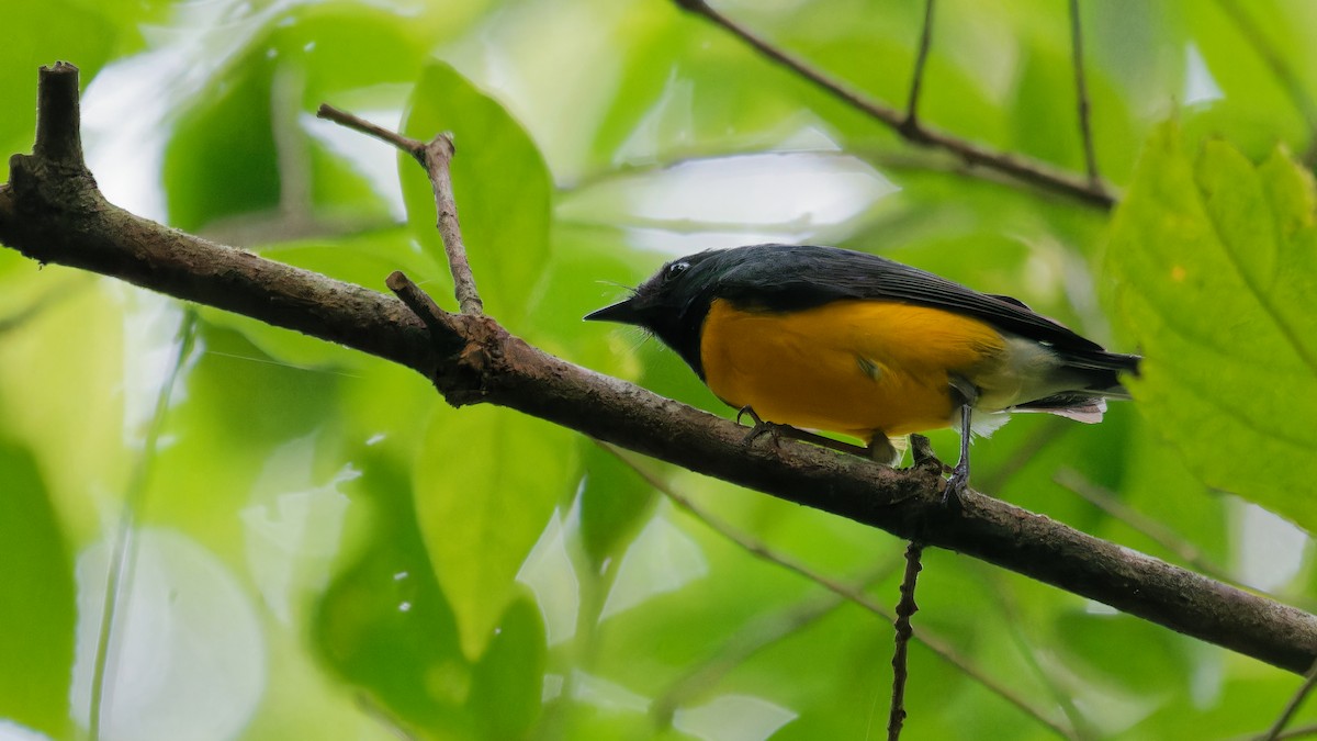 Slate-throated Redstart - ML619827634