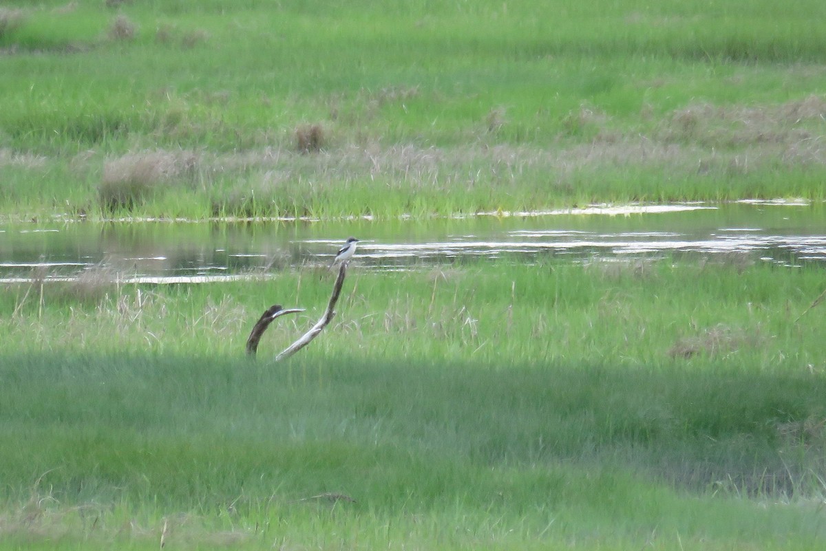 Loggerhead Shrike - ML619827639