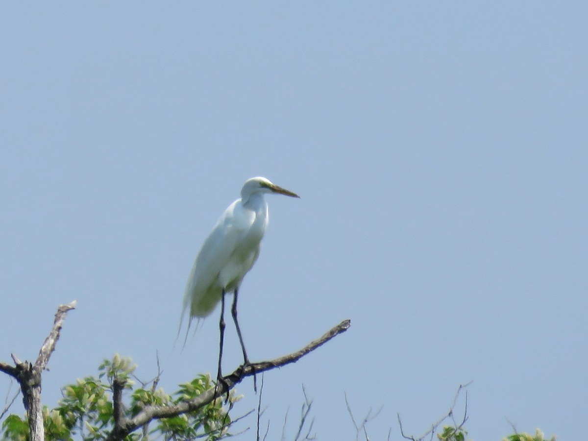 Great Egret - ML619827650