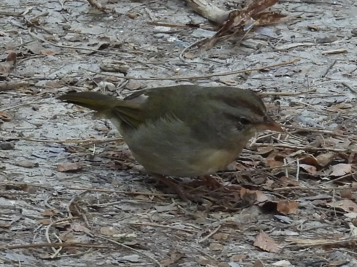 Olive Sparrow - ML619827688