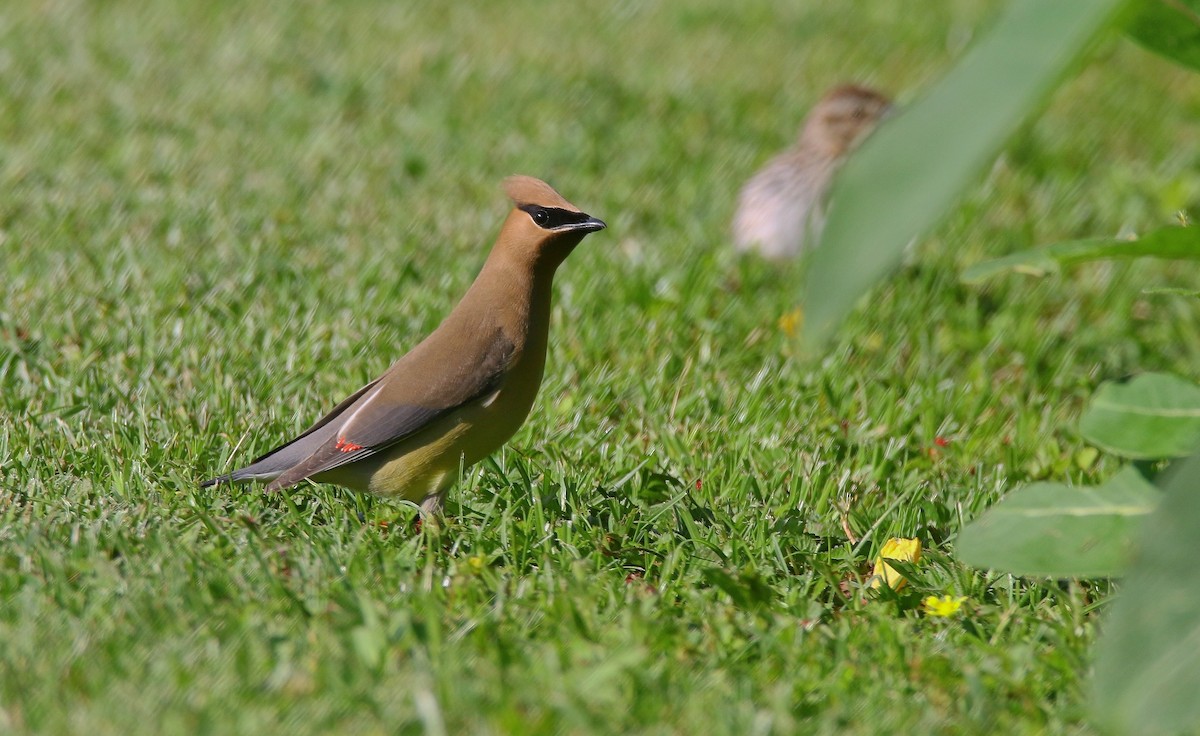 Cedar Waxwing - ML619827700