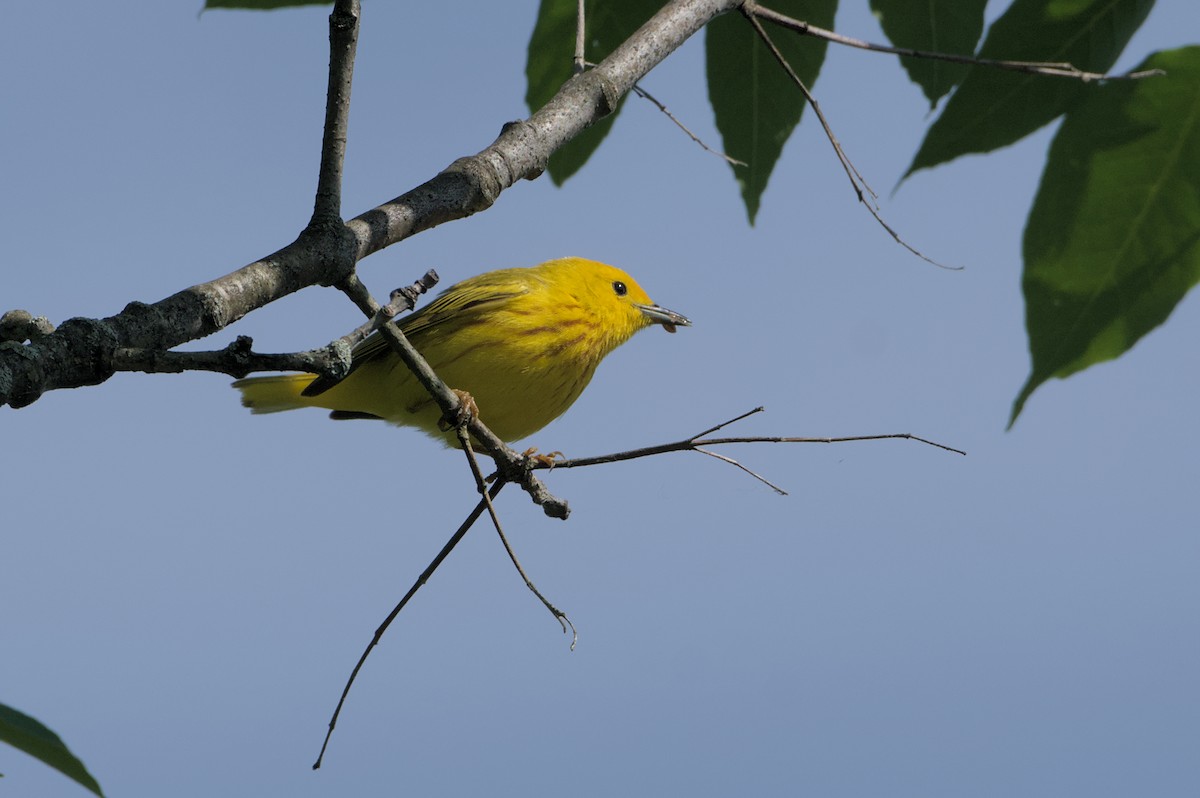 Paruline jaune - ML619827704