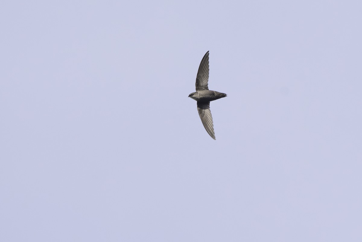 Chimney Swift - ML619827720