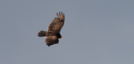 Turkey Vulture (Northern) - ML619827721
