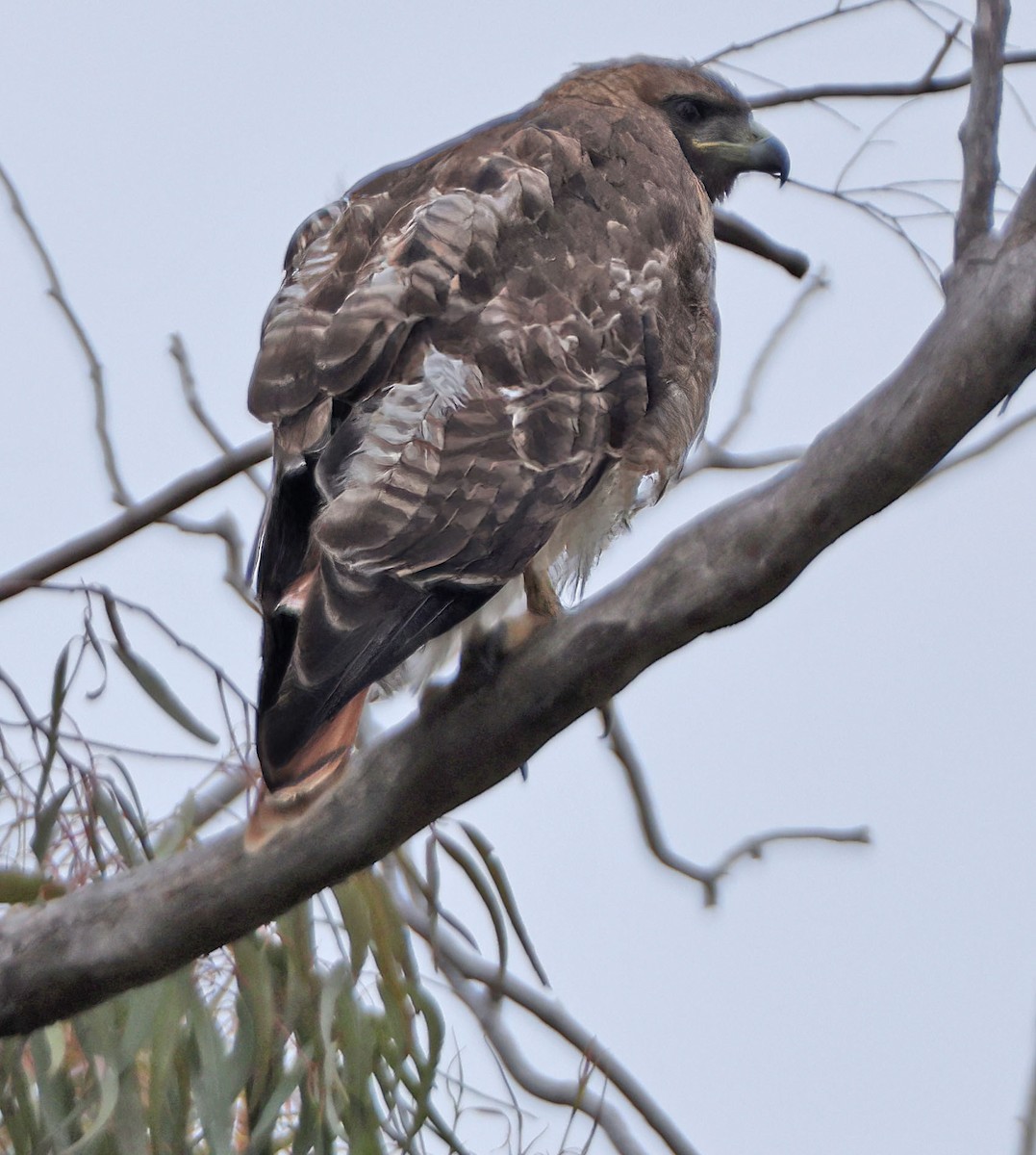 Red-tailed Hawk - ML619827726