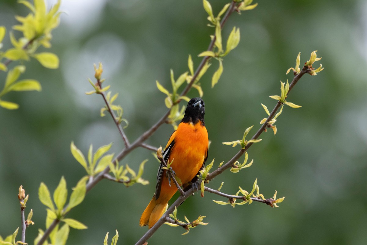 Baltimore Oriole - ML619827741