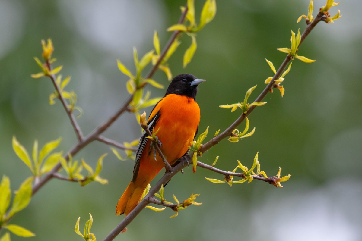 Baltimore Oriole - ML619827742