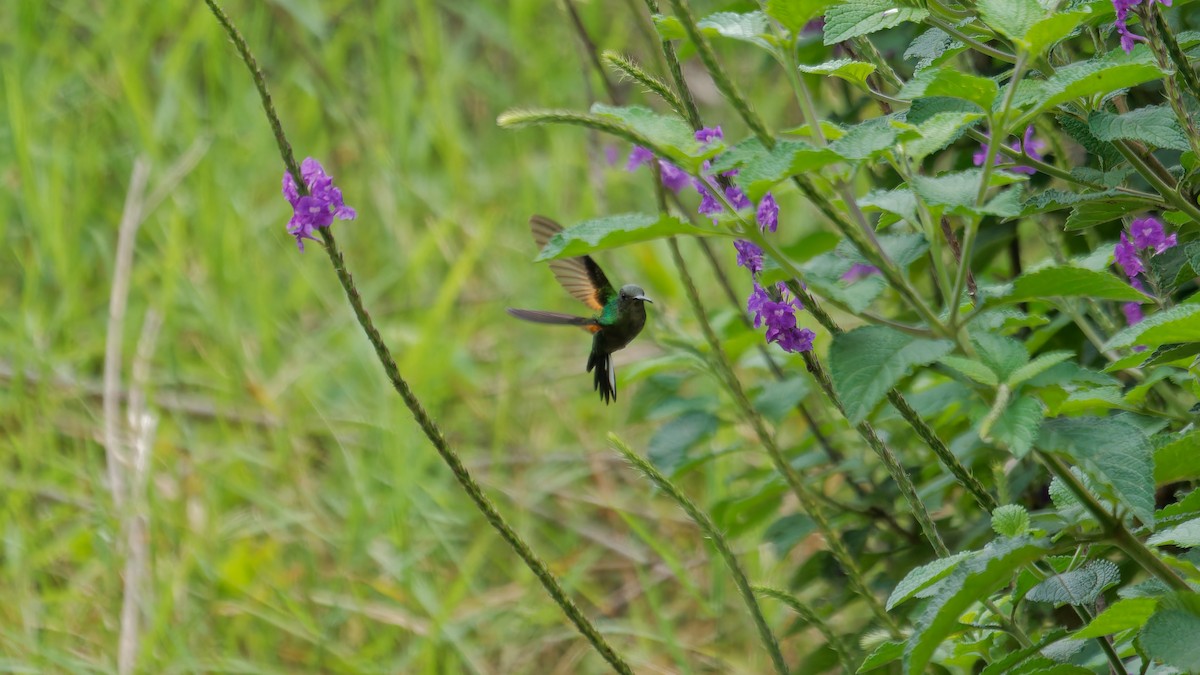 Stripe-tailed Hummingbird - ML619827758