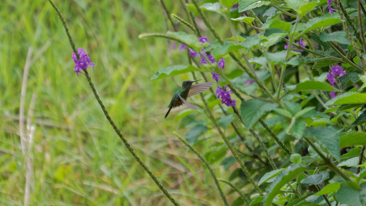 Stripe-tailed Hummingbird - ML619827762
