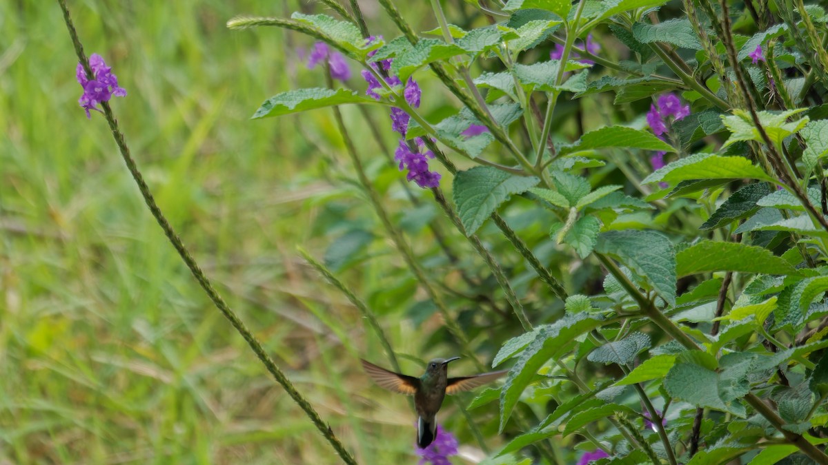 Stripe-tailed Hummingbird - ML619827763