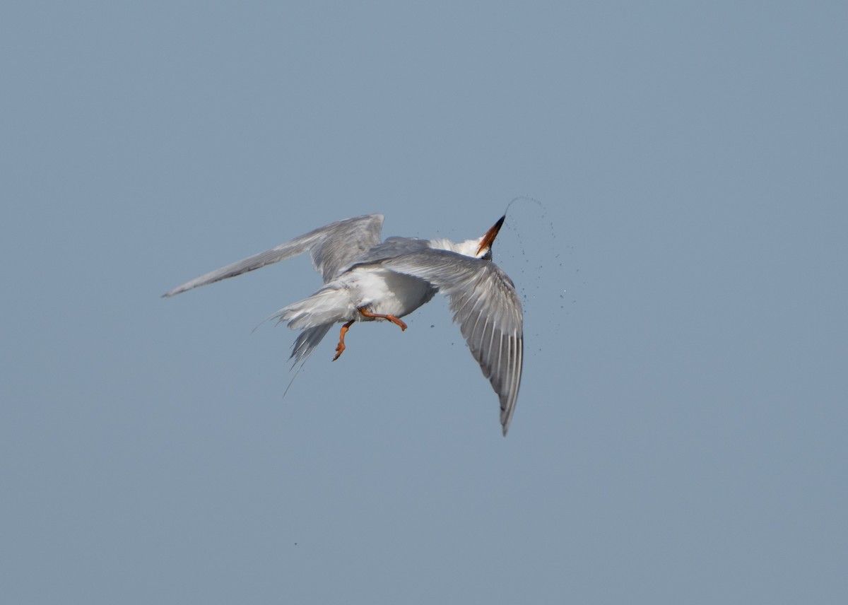 Forster's Tern - ML619827797