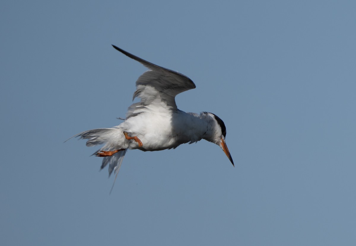 Forster's Tern - ML619827799