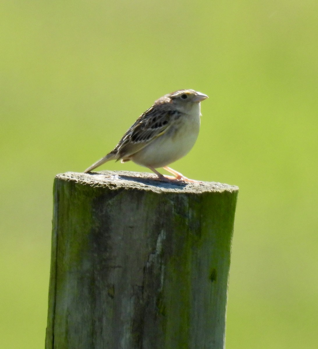 Grasshopper Sparrow - ML619827802