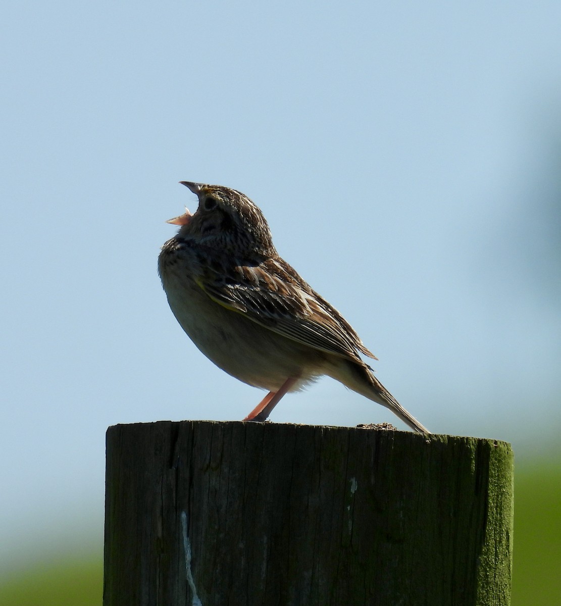 Grasshopper Sparrow - ML619827803