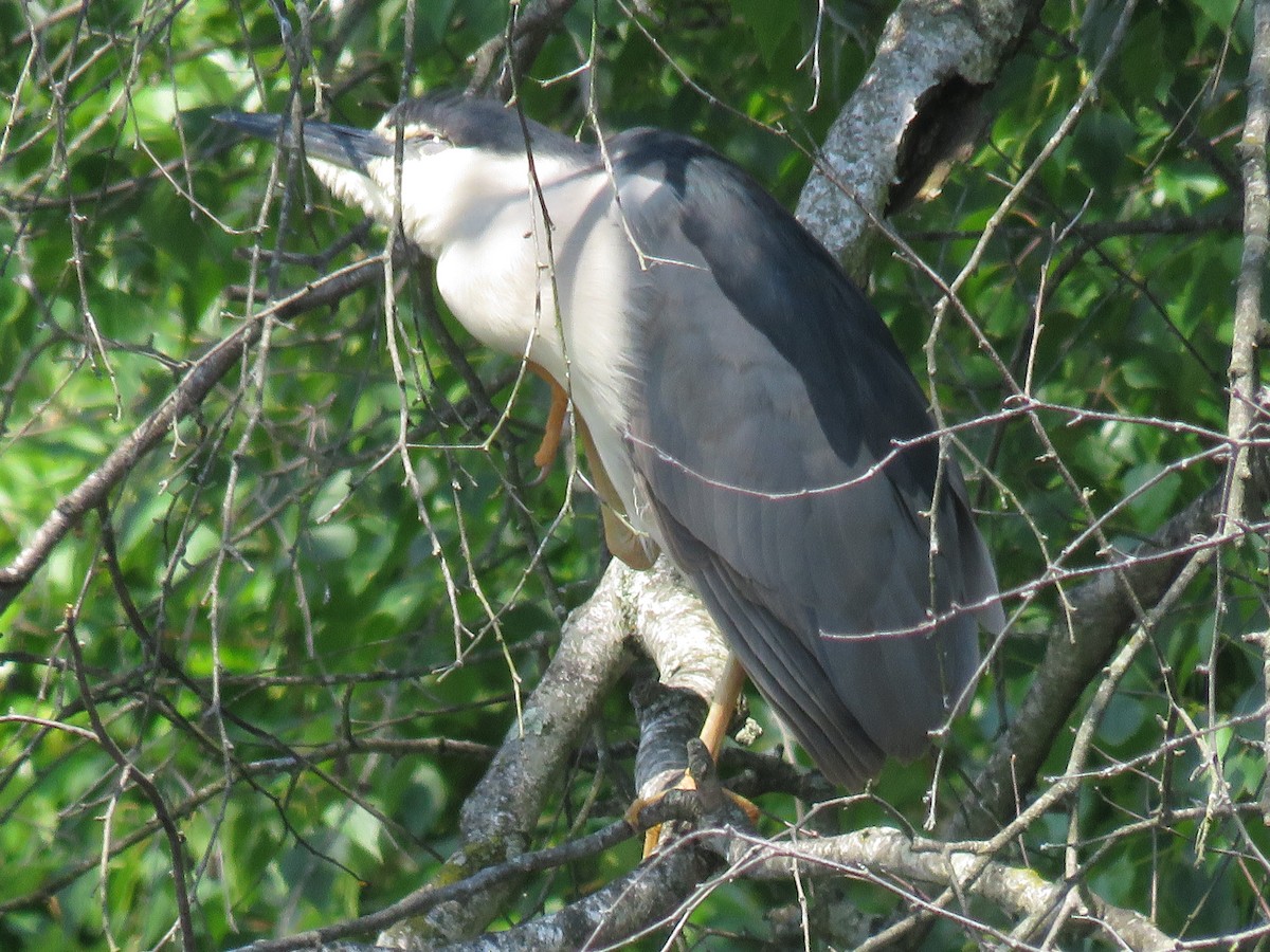 Black-crowned Night Heron - ML619827823