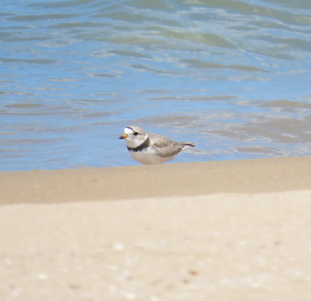 Piping Plover - ML619827835