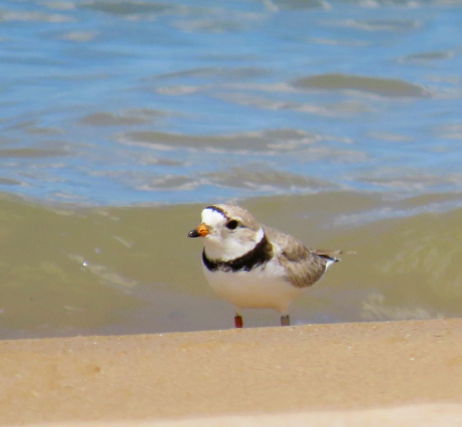 Piping Plover - ML619827836