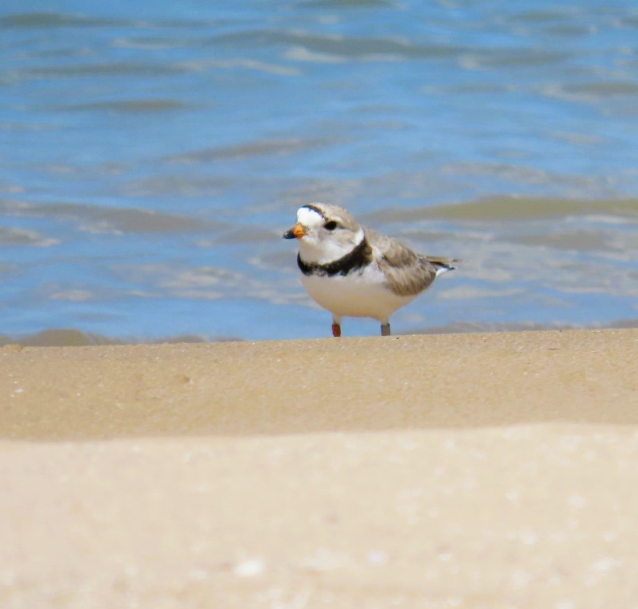 Piping Plover - ML619827837