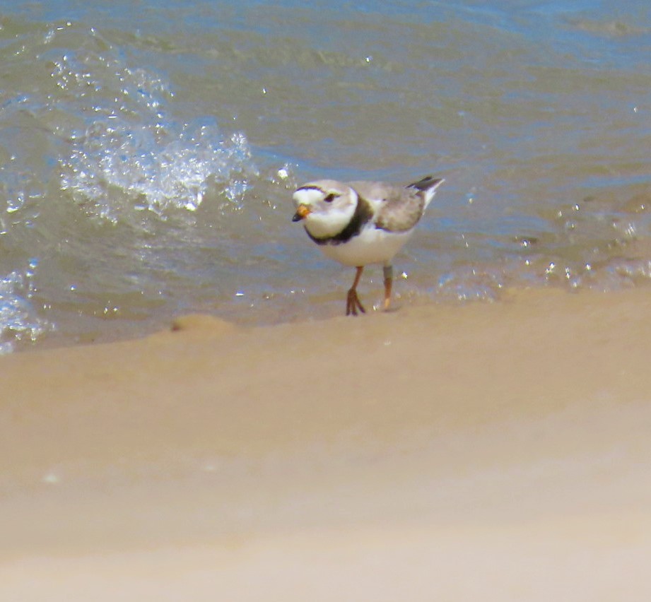 Piping Plover - ML619827838