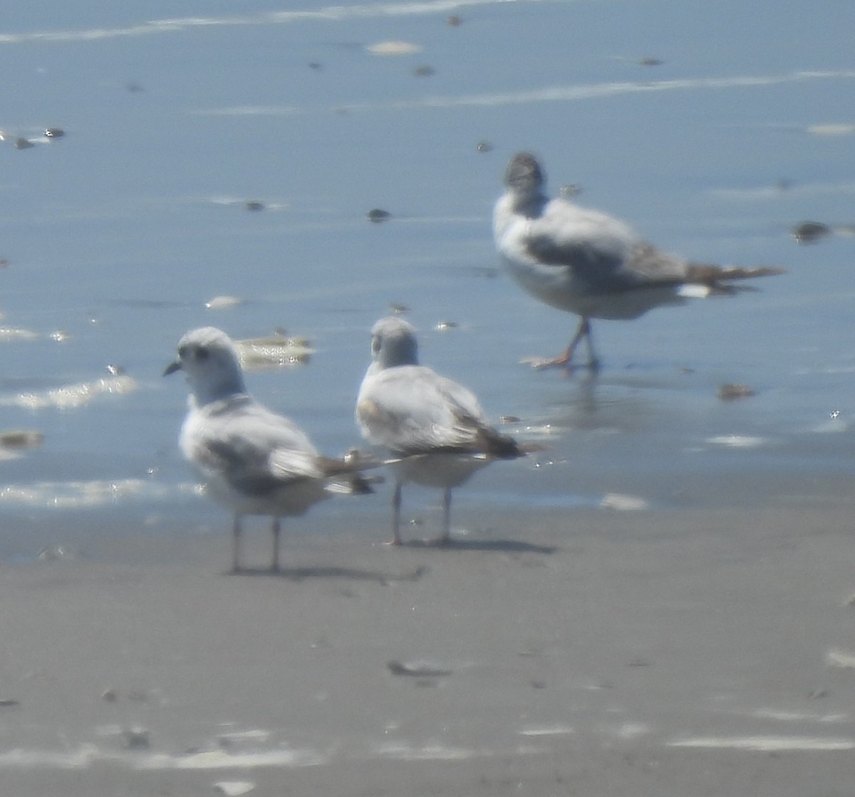 Bonaparte's Gull - ML619827847