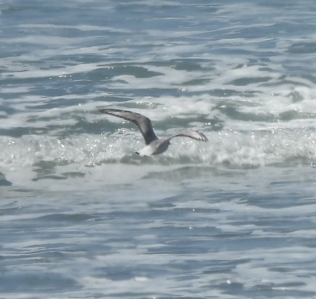 Bonaparte's Gull - ML619827849