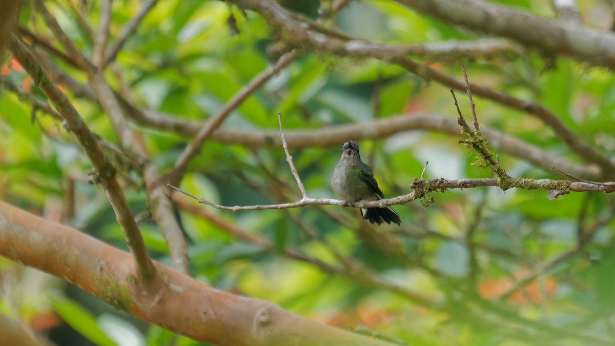 Stripe-tailed Hummingbird - ML619827858