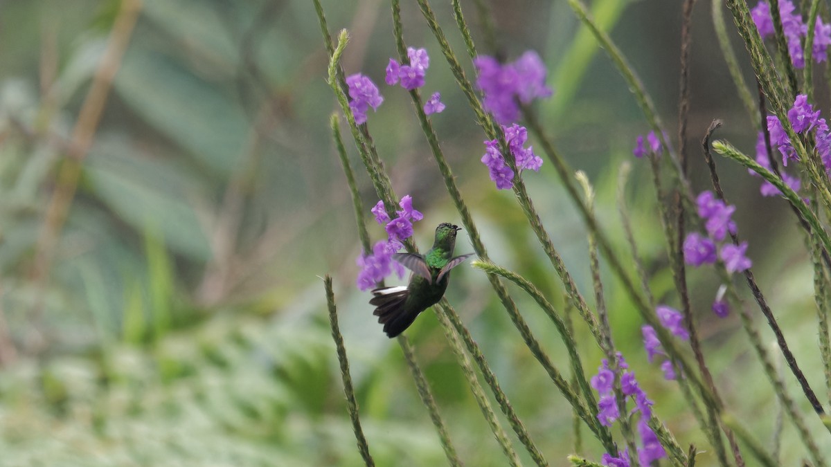 Stripe-tailed Hummingbird - ML619827869