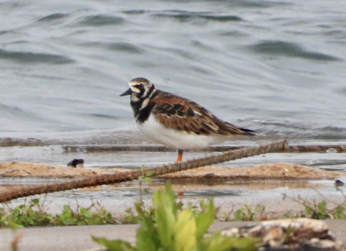 Ruddy Turnstone - ML619827881