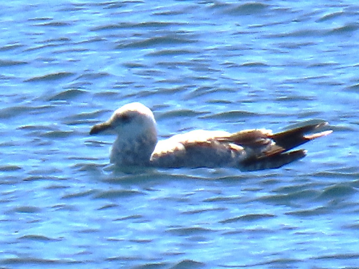 Ring-billed Gull - ML619827887