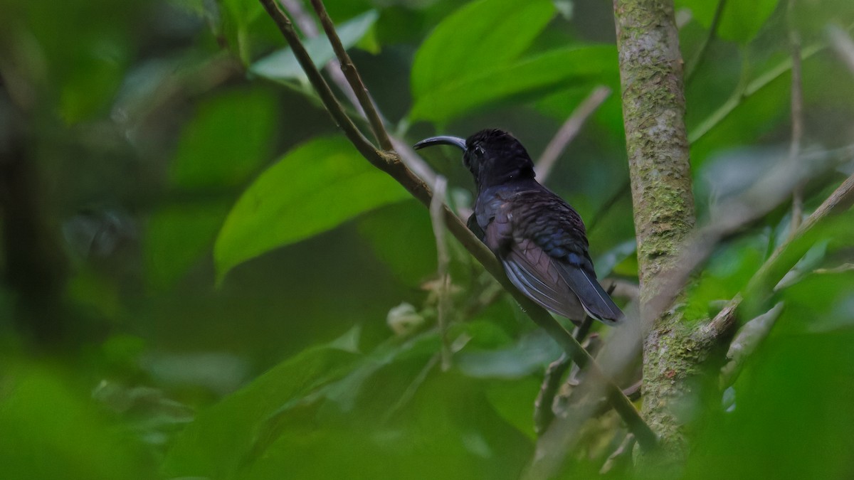 kolibřík fialkový - ML619827889