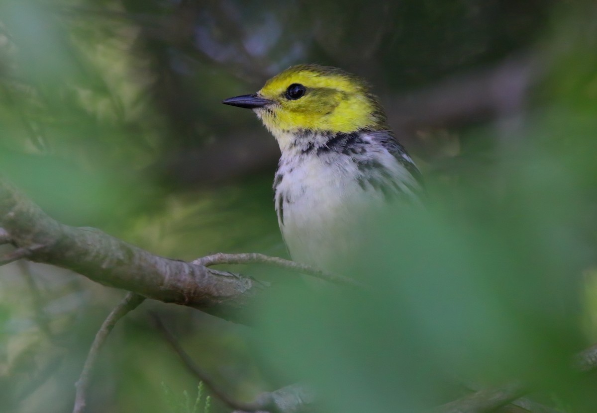 Grünmantel-Waldsänger - ML619827903