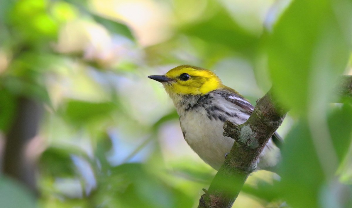 Black-throated Green Warbler - ML619827909