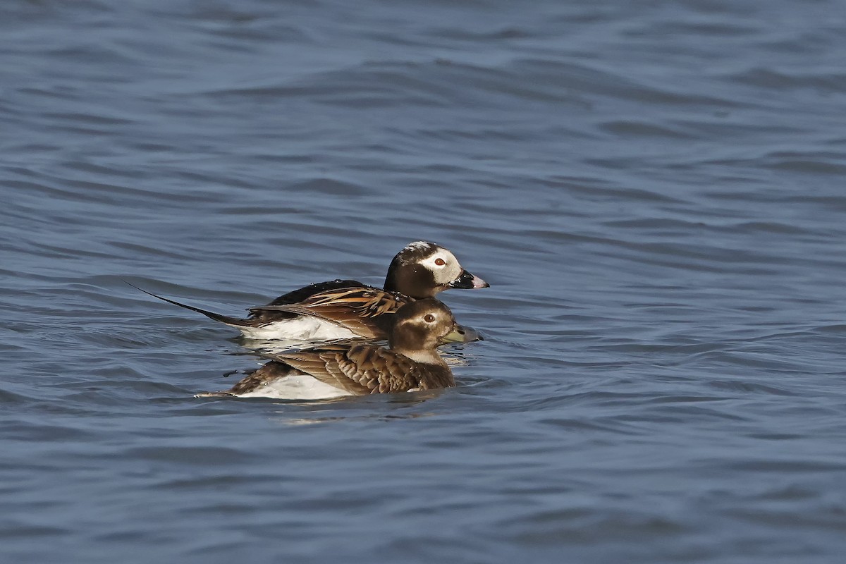 Long-tailed Duck - ML619827911